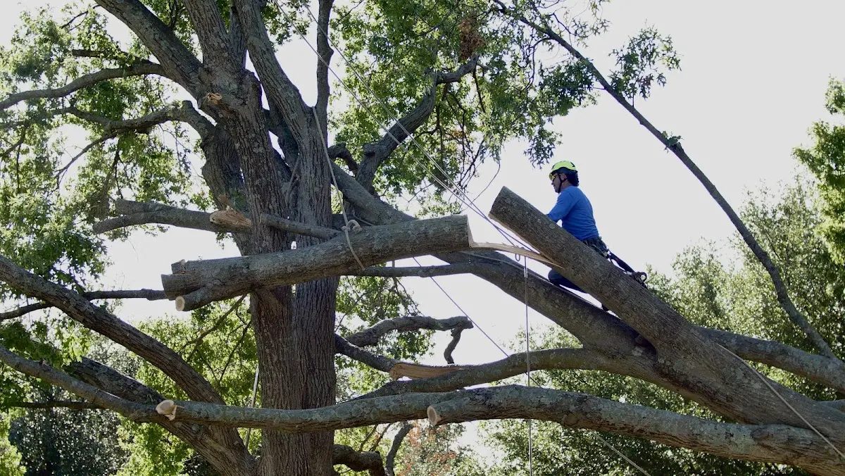 Professional Crown Thinning performed by certified arborists in Reva