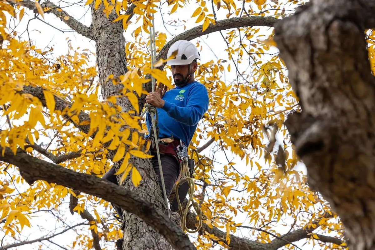 Skilled Dead Tree Removal crew working in Reva